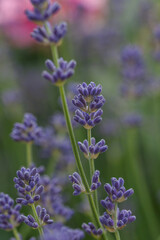 Obraz premium Beautiful lavender in the garden in summer