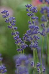 Obraz premium Beautiful lavender in the garden in summer