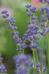 Fototapeta premium Beautiful lavender in the garden in summer