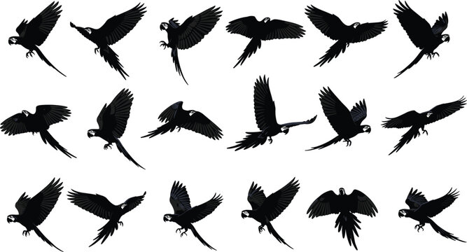 Black silhouette illustration set of parrots in dynamic flying positions with detailed wings, tail feathers, and beaks, perfect for avian, decorative, and design purposes