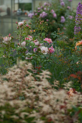 Fototapeta premium Varietal roses in the garden in different colors