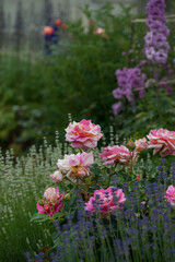 Obraz premium Varietal roses in the garden in different colors