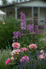 Obraz premium Varietal roses in the garden in different colors
