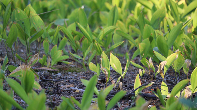 Newly sprouted wild leeks in spring meadow