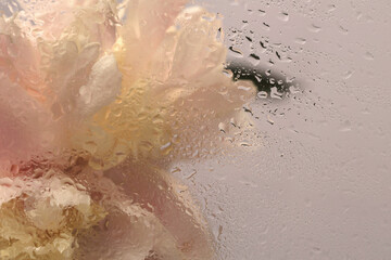Obraz premium Smoke selected Soft focus cream beige pink peony Flower through glass with wet water drops. Abstract natural blur background.