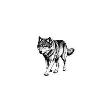 Detailed pencil sketch drawing of a walking wolf with predator wildlife illustration creature monochrome isolated detailed realistic carnivore