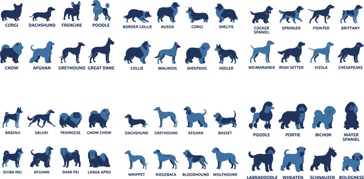 Editorial collection of various dog breed silhouettes including Corgi, Poodle, and Greyhound with identifying text labels in blue tones