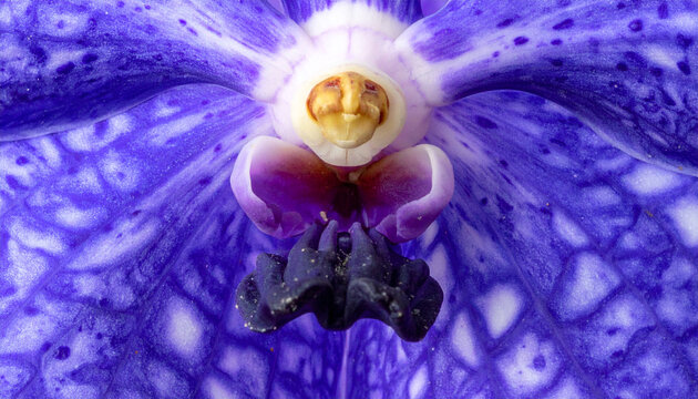 Rare blue vanda orchid column &acirc;&euro;&ldquo; detailed macro shot