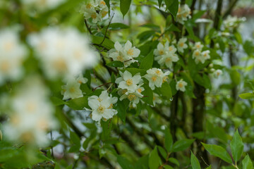 Fototapeta premium A blooming mock orange in the garden during the rain