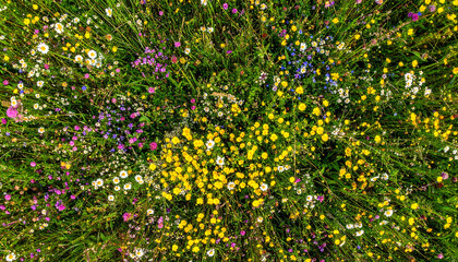 Vibrant meadow mosaic - a top-down photograph of wildflowers © ForStock