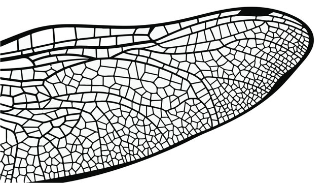 Close-up of dragonfly wing with intricate black and white pattern, detailed texture and structure, natural insect anatomy, wildlife macro photography