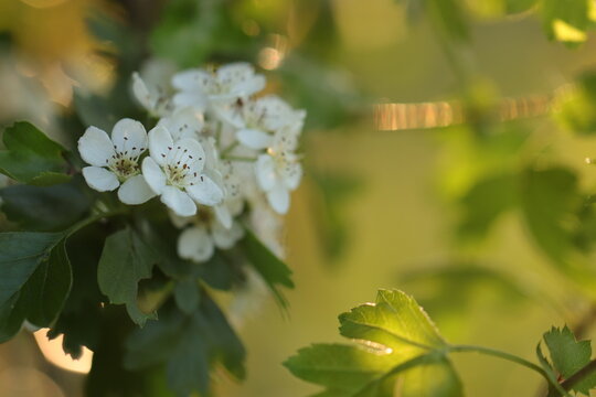 fiori di biancospino in primavera al tramonto