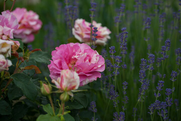 Fototapeta premium Varietal roses in the garden in different colors