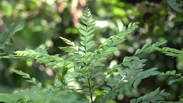 Fresh Green Curry Leaves Plant Growing in Organic Garden Close Up. Aromatic Curry Leaf Bush Murraya Koenigii with Blurry Nature Background.