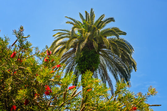 Bottom view of lush green palm tree against clear blue sky with blooming bottlebrush bush in foreground. Georgia, Batumi.