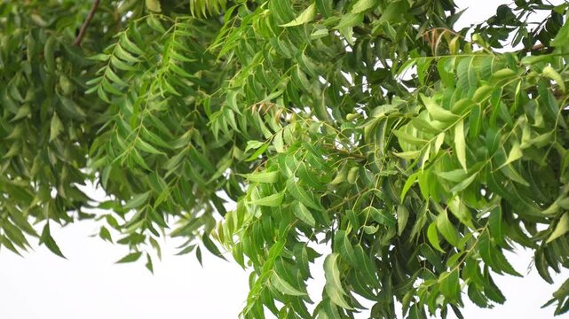 Lush Green Neem Tree Branches and Dense Serrated Foliage Close Up. Organic Herbal Neem Leaves in Nature.