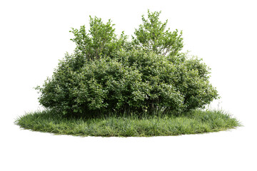 Fototapeta premium Lush green bush and grass isolated on transparent background