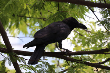 Obraz premium Black Crow Perched on a Tree Branch Among Green Leaves