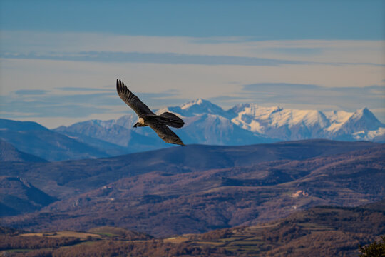 Wild Bearded Vulture (Gypaetus barbatus) banking over a breathtaking mountain landscape