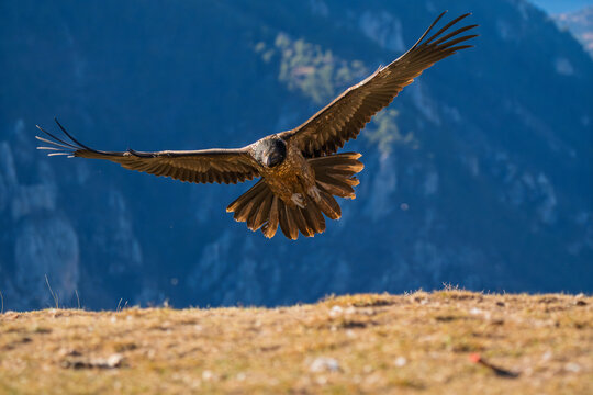 Wild Bearded Vulture (Gypaetus barbatus) gliding towards a mountain ridge