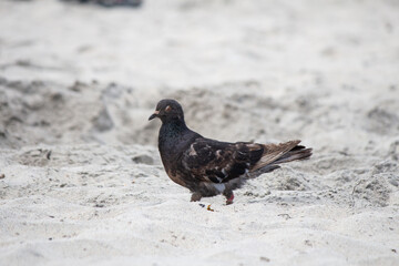 Obraz premium Pigeon bird walking on the san at the beach isolated