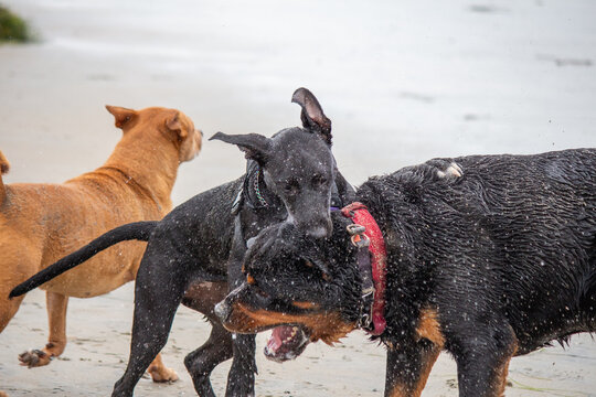Multiple dogs playing in the water swimming at dog beach