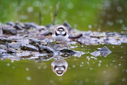 Little Ringed Plover (Charadrius dubius) standing on a rocky bank with reflection