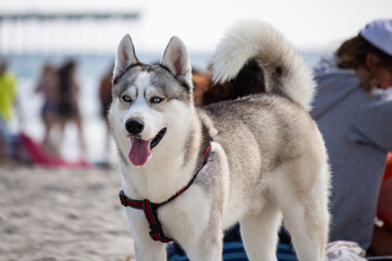 Siberian husky dog running playing swimming at the beach black and white © kharzey
