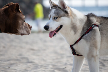 Siberian husky dog running playing swimming at the beach black and white © kharzey