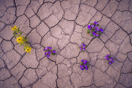 View of small yellow and purple wildflowers blooming through the cracked, dry desert soil in Hanksville, Utah, United States.