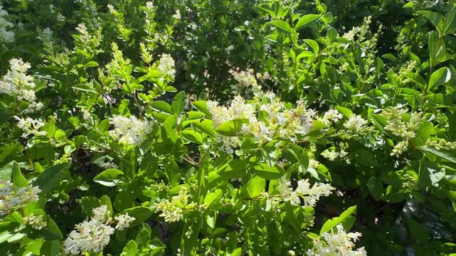 Close-up detail of a Ligustrum vulgare shrub with white flowers. Common names: wild privet, common privet, or European privet. Fragrant white-flowered bush of Ligustrum vulgare.