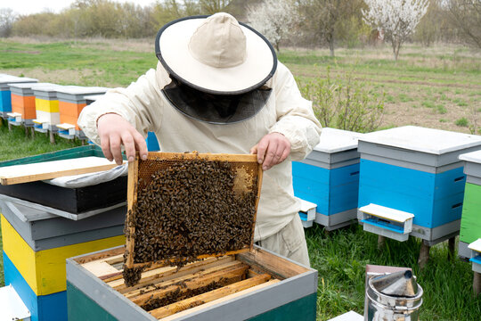 Beekeeper Inspecting Honey Bee Frame at Apiary with Colorful Beehives