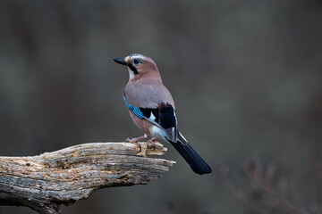 Profile portrait of a Eurasian Jay (Garrulus glandarius) on a dead branch © Jhony