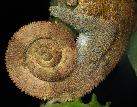 View of a coiled chameleon tail with detailed textured scales clinging to a branch in Ranomafana, Vatovavy-Fitovinany, Madagascar.