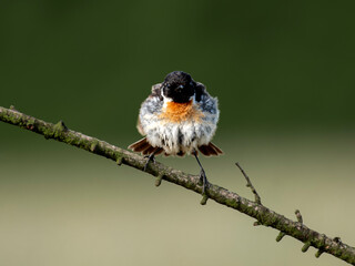polne ptaki skowronek klaskawka zielone łąka © Colorful Soul