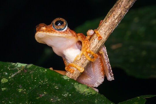 View of a small tree frog clinging to a thin branch with large eyes and orange skin in the lush rainforest of Ranomafana, Vatovavy-Fitovinany, Madagascar.