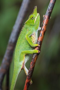 View of a vibrant green chameleon with a horn-like protrusion on its head, perched on a thin brown branch in the lush rainforest. Ranomafana, Vatovavy-Fitovinany, Madagascar.