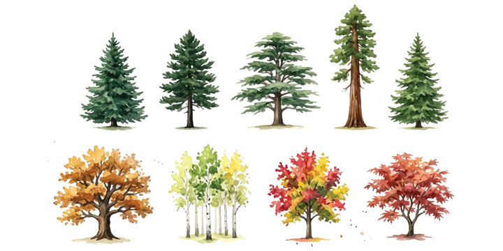 Collection of various forest trees including pine spruce and deciduous trees in different seasons