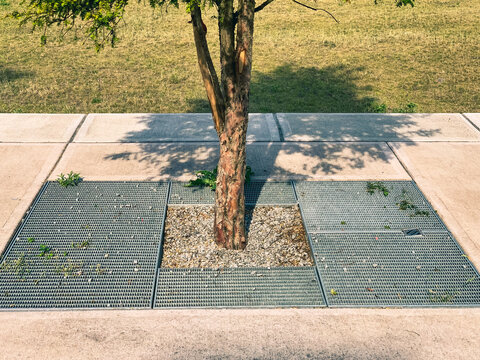 Young tree growing inside a modern urban pavement opening covered with steel drainage protection grids