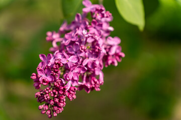 Fototapeta premium Violet and purple branches of lilac in a spring park