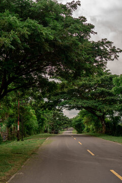 View of a quiet asphalt road lined with large, lush green trees forming a natural canopy under a cloudy sky in Sumbawa, Indonesia.