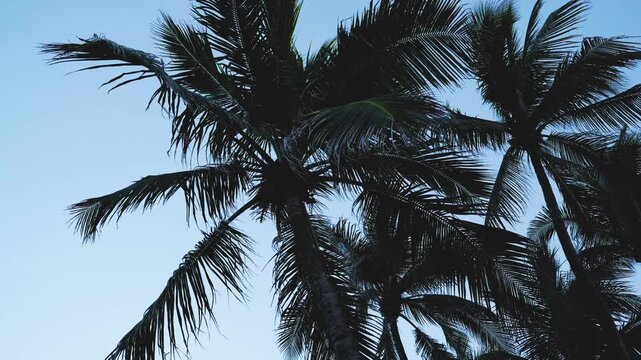 palm trees swaying in the wind 