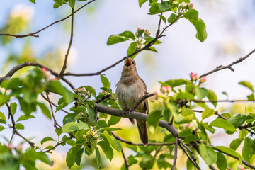 Obraz premium Thrush Nightingale, Luscinia luscinia. A bird sits on a tree branch and sings