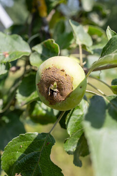 Unripe White Transparent apple (Malus domestica 'White Transparent') with apple scab symptoms growing on a tree &ndash; plant disease photography
