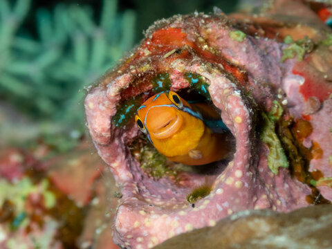 A charming close-up of a photogenic blenny fish poking its head out of a small burrow hole in a hard coral structure, showing off its smiling mouth and expressive face.