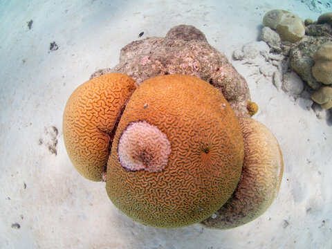 Close-up underwater photograph documenting an active infection of Black Band Disease (BBD) on a symmetrical brain coral colony (Pseudodiploria strigosa).