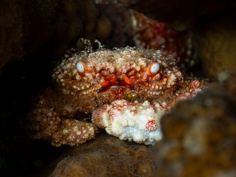 Cryptic hairy coral crab hiding perfectly camouflaged within a dark crevice of a coral reef structure in the Maldives.