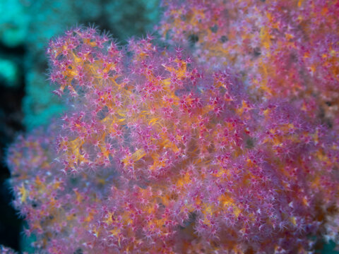 Close-up of pink and orange soft coral polyps (Dendronephthya) on a reef in Elphinstone, Red Sea, Egypt