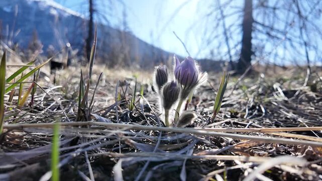 Prairie crocus in the spring in the Canadian Rockies