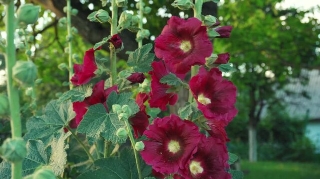 Red hollyhock Malva flowers bloom in a garden, showcasing vibrant petals and lush green foliage against a blurred background of trees and structures